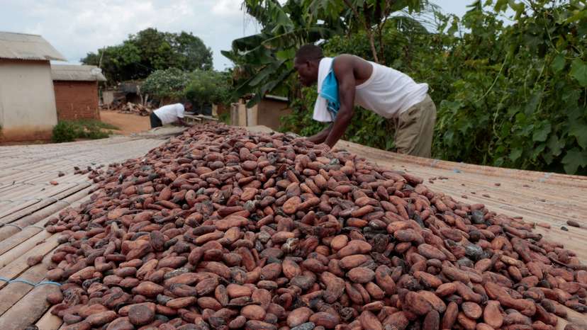 Ivory Coast farmers grapple with unsold stocks of cocoa