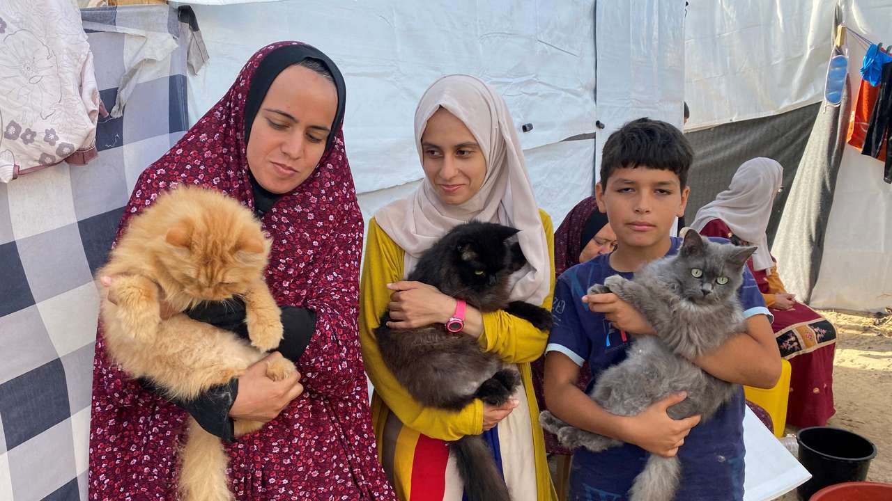 Three cats bring scintilla of joy to displaced children in Gaza