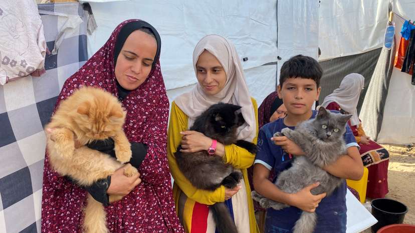 Three cats bring scintilla of joy to displaced children in Gaza