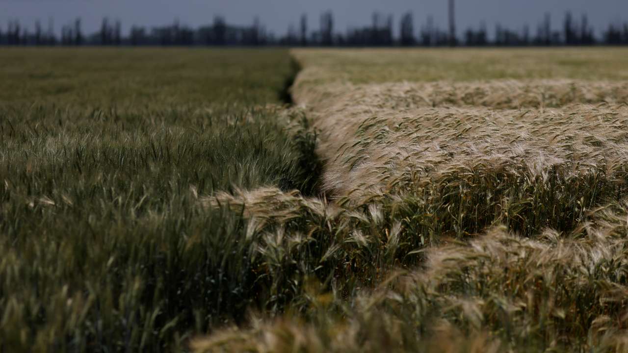 A field of winter wheat is pictured outside Bashtanka