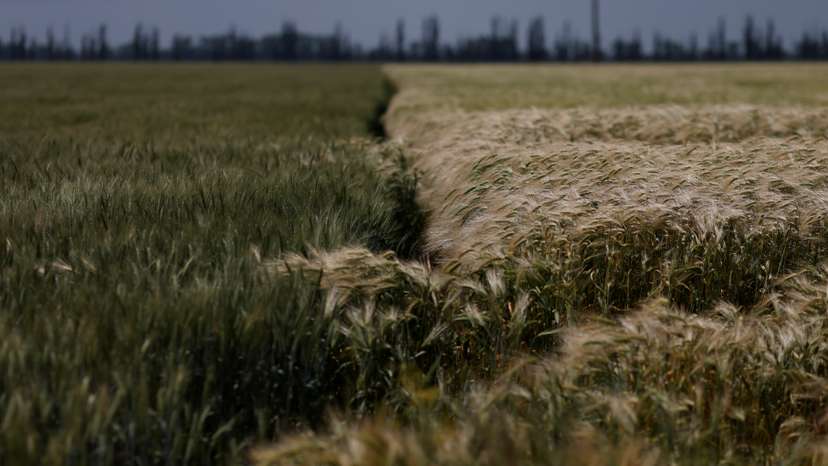 A field of winter wheat is pictured outside Bashtanka