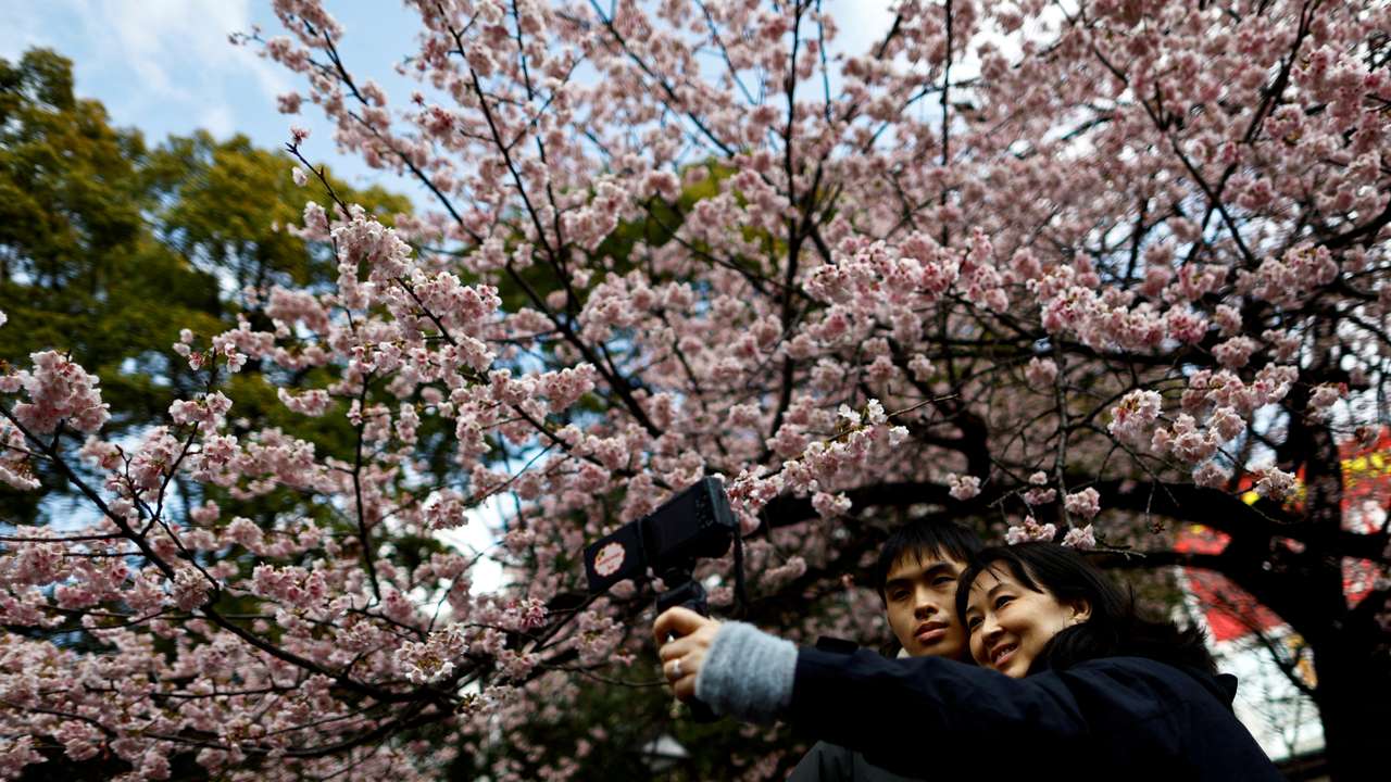 FILE PHOTO: Visitors take selfie-photos under an early-flowering Ookanzakura cherry blossoms in full bloom in Tokyo