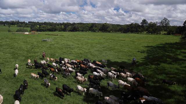 FILE PHOTO: A herd of cattle is seen at the Marupiara ranch in the city of Tailandia in the state of Para