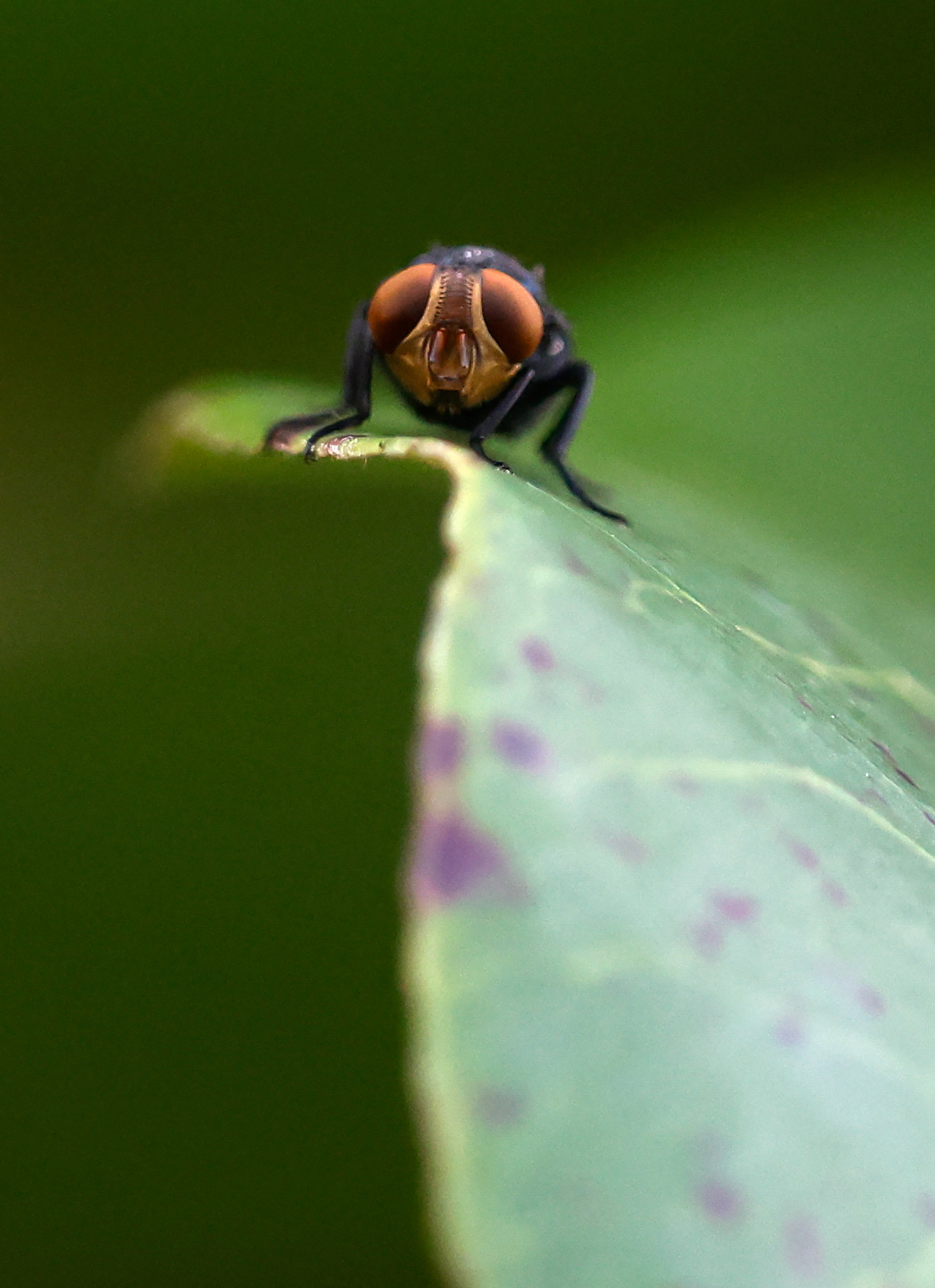 Mexico hinges hope of eradicating screwworm on urgent push to open sterile fly plant
