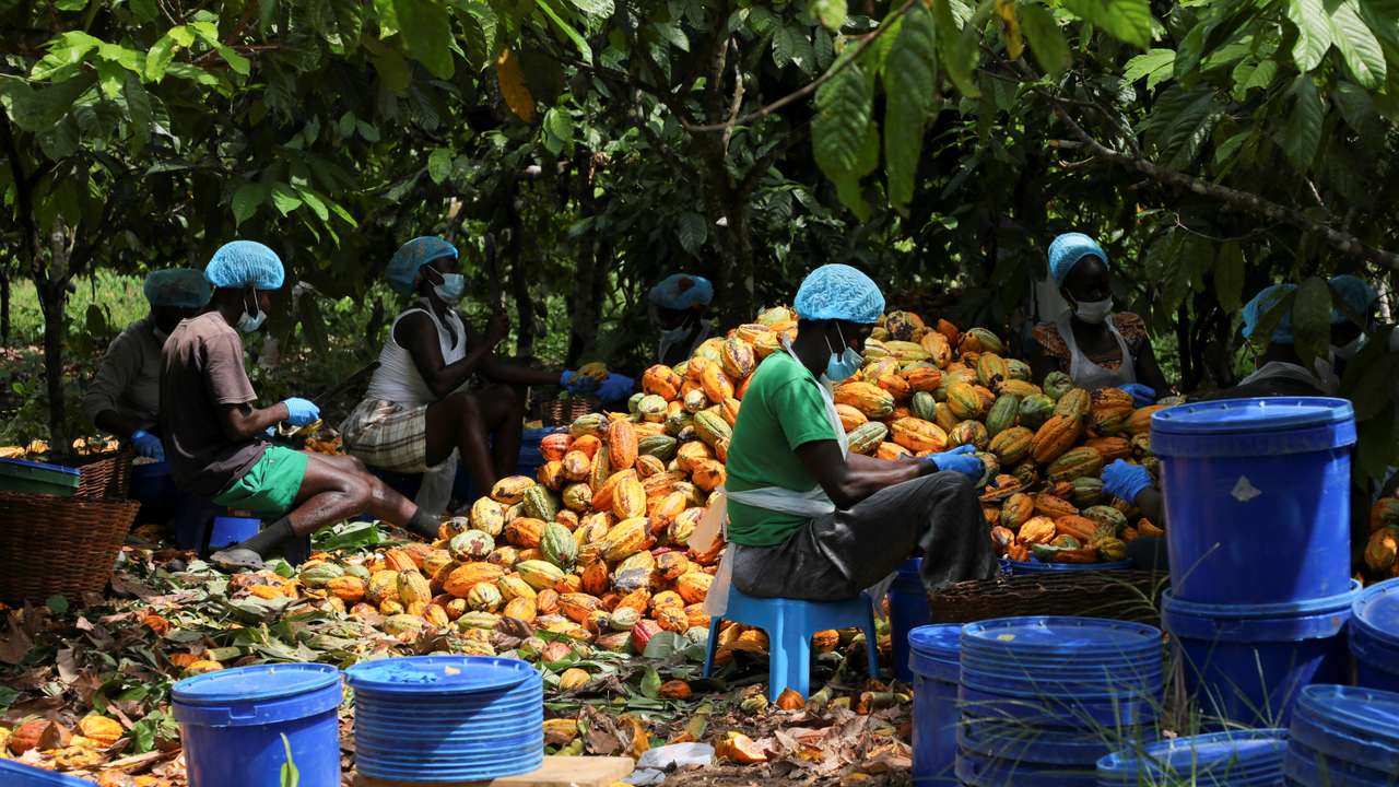 For Ghana's cocoa farmers, fertiliser is the vote winner in looming election