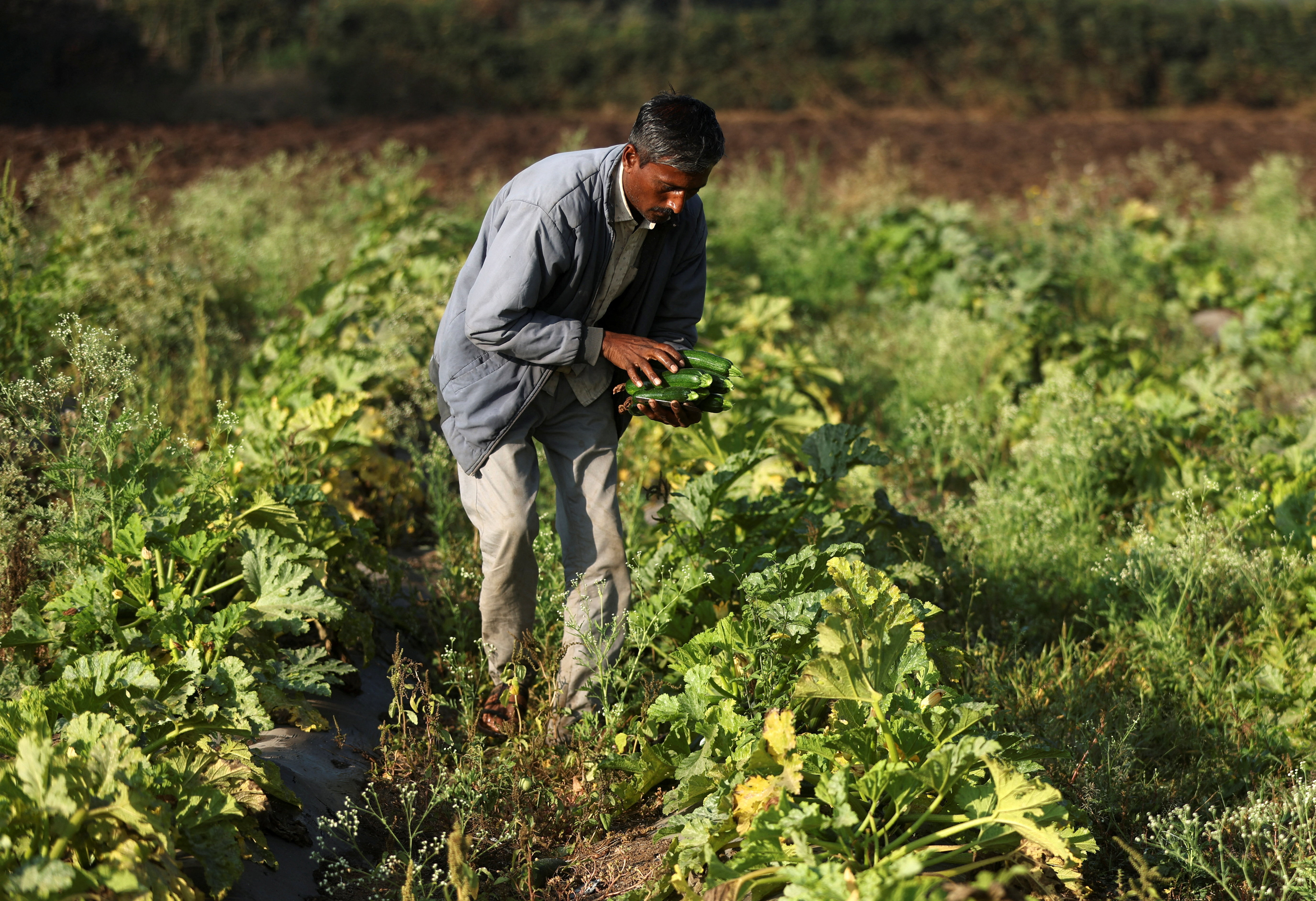 Ecuador rice farmers fear fallout from Colombia tariffs
