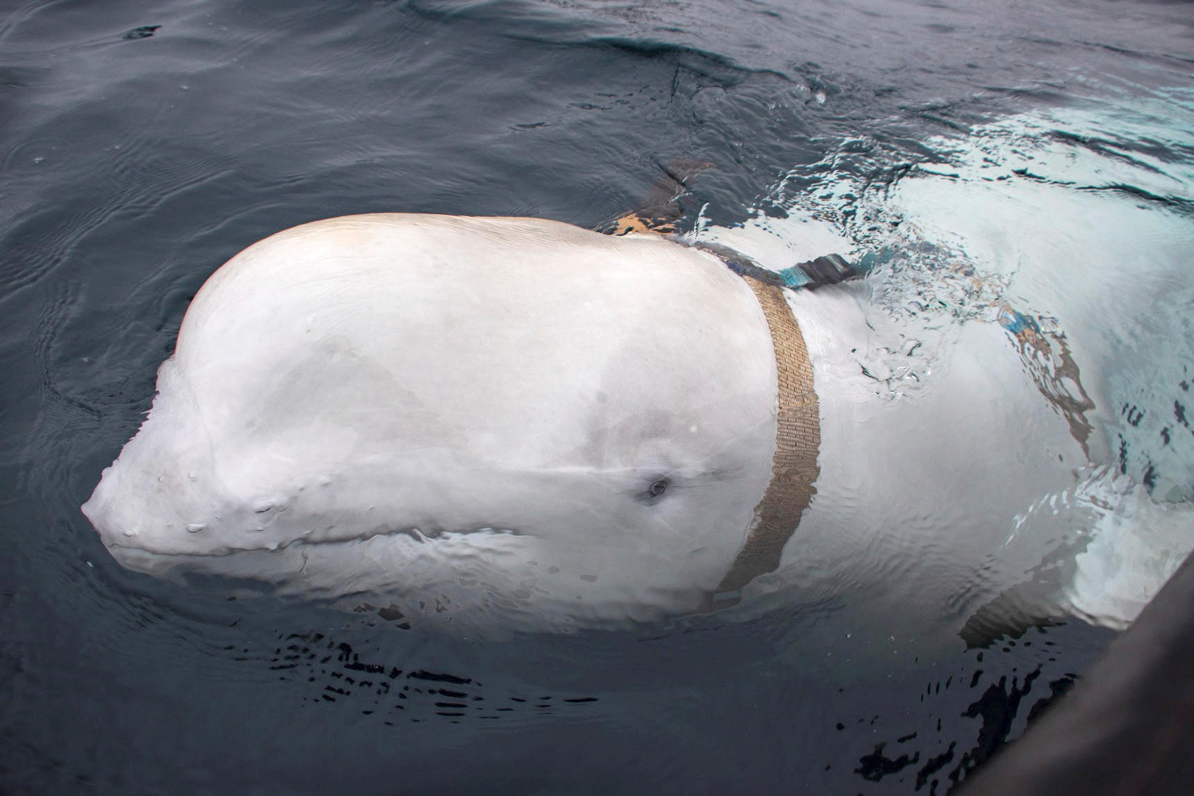 A white beluga whale wearing a harness is seen off the coast of northern Norway