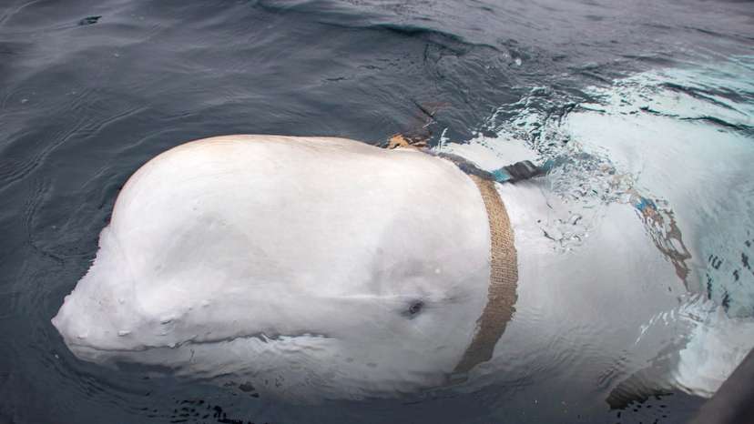 A white beluga whale wearing a harness is seen off the coast of northern Norway
