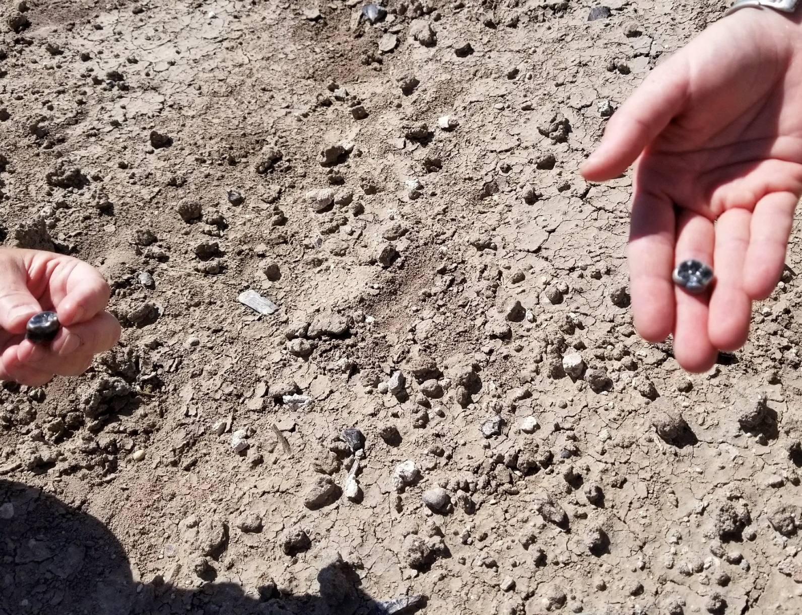 Ethiopian fossils reveal new species in human evolutionary lineage