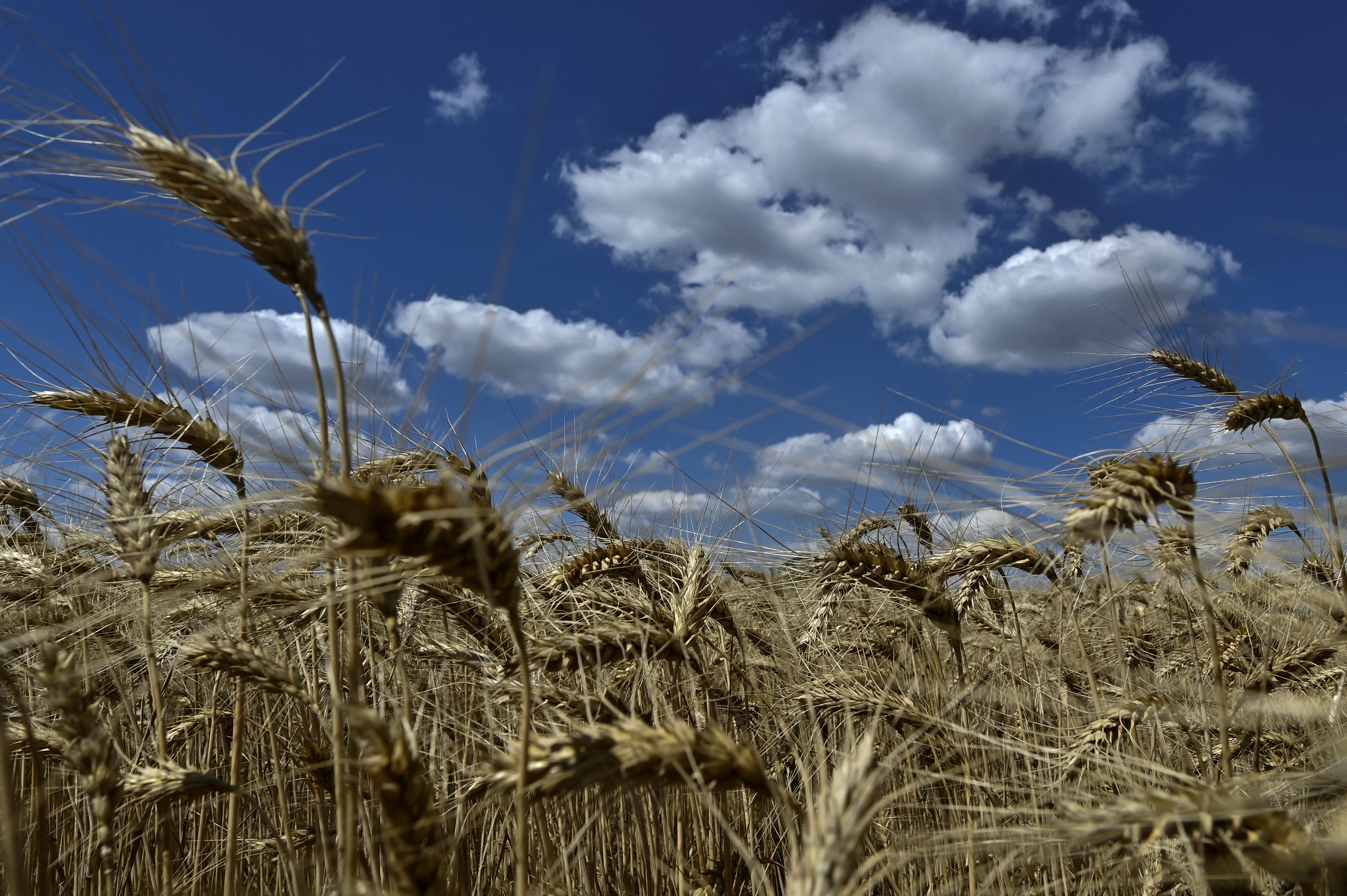 Wheat harvesting in Zaporizhzhia region