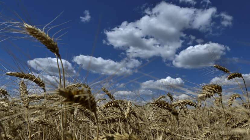 Wheat harvesting in Zaporizhzhia region