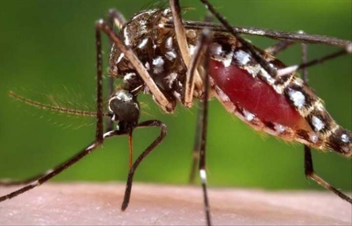 Dengue epidemic hits Burkina Faso