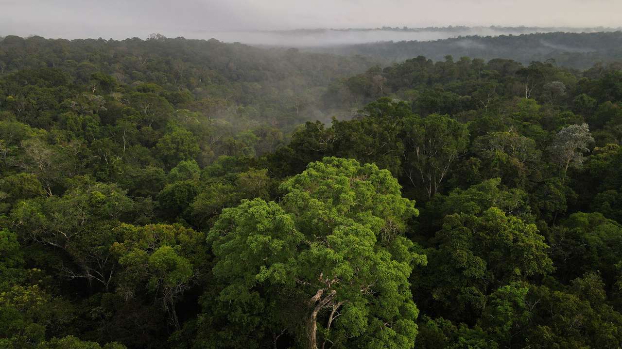 An aerial view shows trees as the sun rises at the Amazon rainforest in Manaus