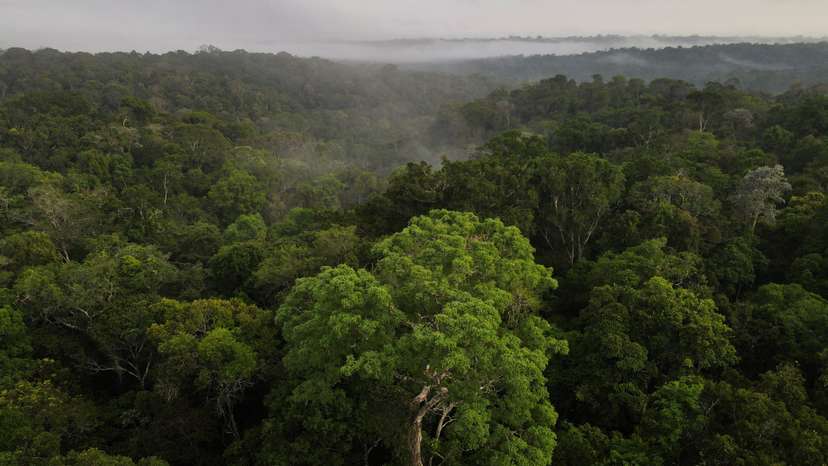 An aerial view shows trees as the sun rises at the Amazon rainforest in Manaus