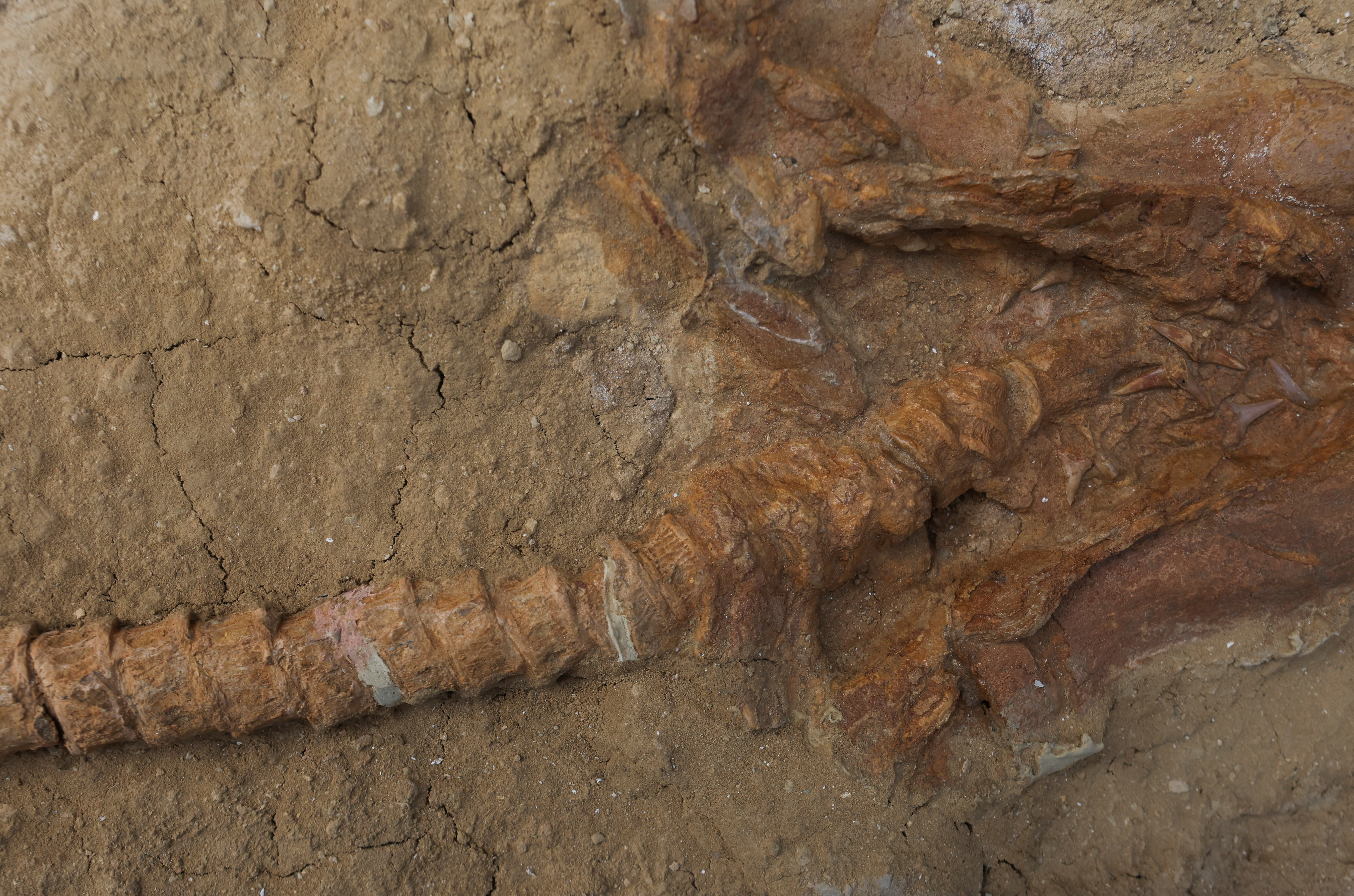 Great white shark's 9-million-year-old ancestor found in Peru