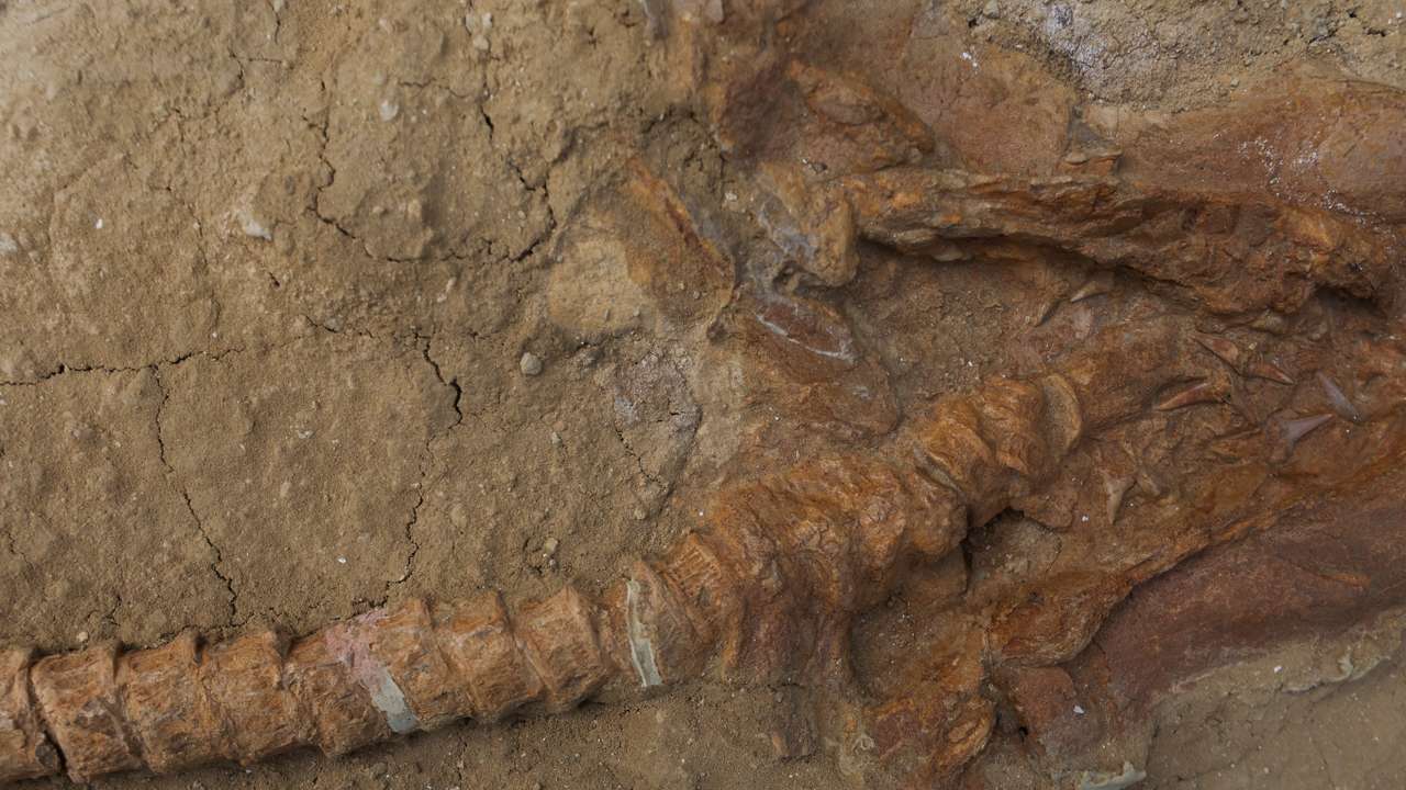 Great white shark's 9-million-year-old ancestor found in Peru