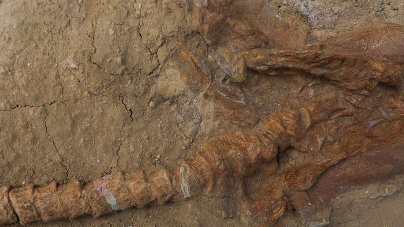 Great white shark's 9-million-year-old ancestor found in Peru