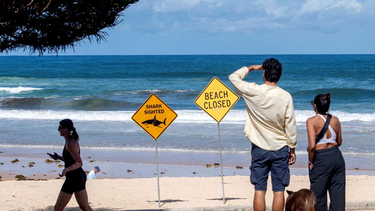 Beaches are closed after recent shark attacks in Sydney