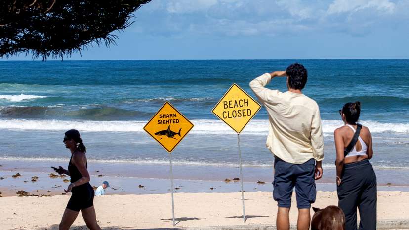 Beaches are closed after recent shark attacks in Sydney