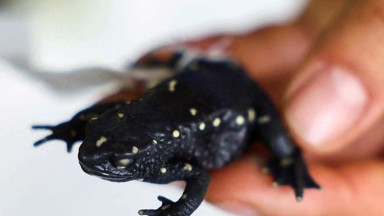 Species discoveries boomed after peace deal, but armed groups still hold back research in Colombia