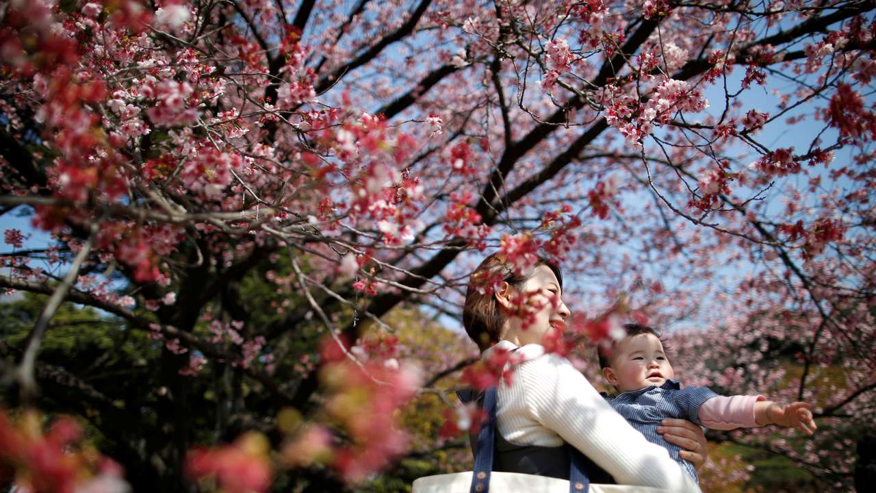 A seven-month-old baby and her mother look at early flowering Kanzakura cherry blossoms in full bloom at the Shinjuku Gyoen National Garden in Tokyo