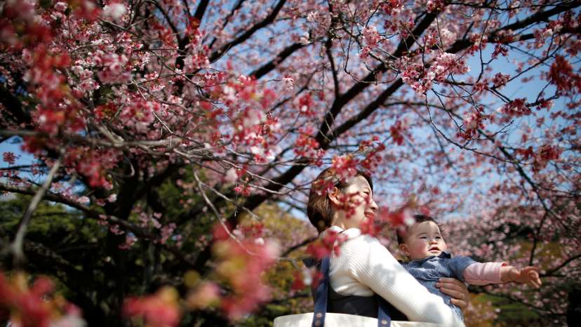 A seven-month-old baby and her mother look at early flowering Kanzakura cherry blossoms in full bloom at the Shinjuku Gyoen National Garden in Tokyo
