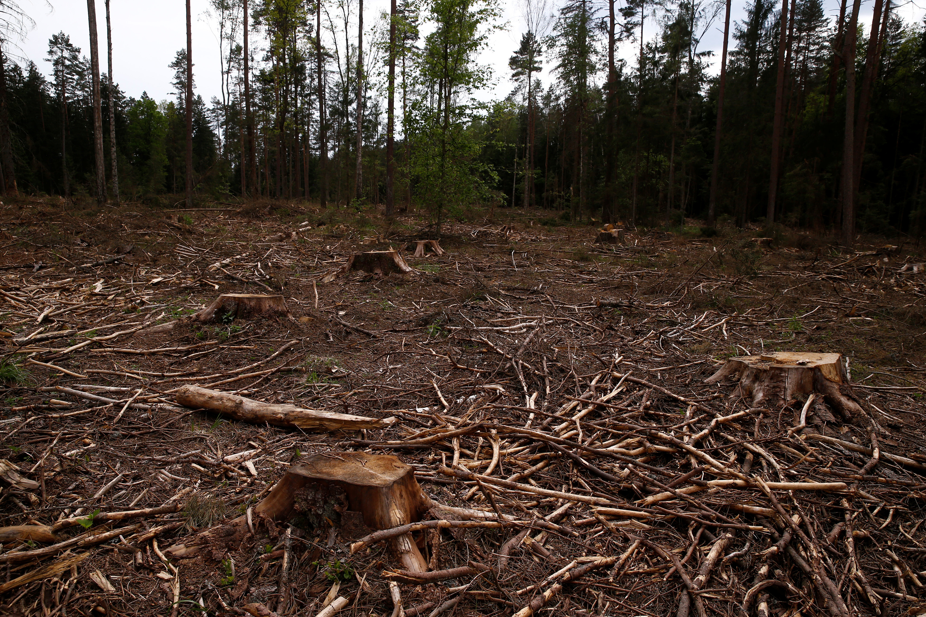 Logged area is pictured near a site where environmental activists take action in the defence of one of the last primeval forests in Europe, Bialowieza forest