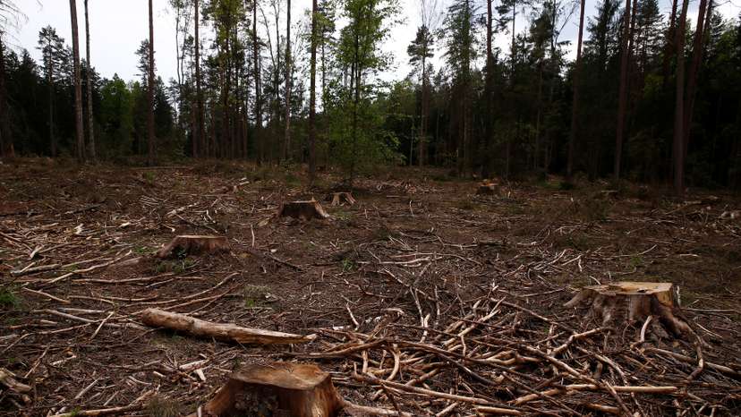 Logged area is pictured near a site where environmental activists take action in the defence of one of the last primeval forests in Europe, Bialowieza forest