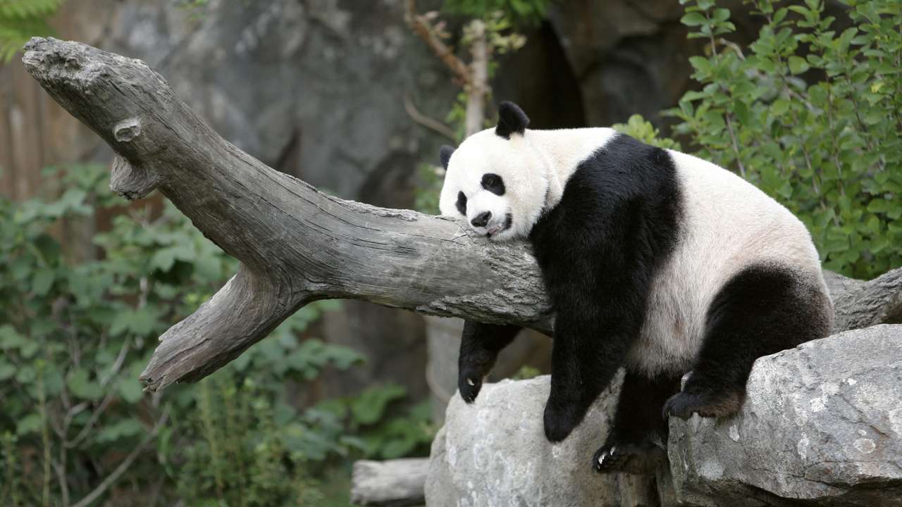 FILE PHOTO: Giant panda Mei Xiang sleeps at the National Zoo in Washington