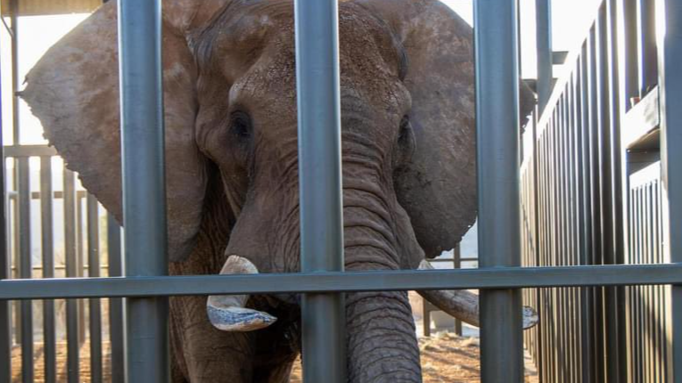 Charlie the elephant