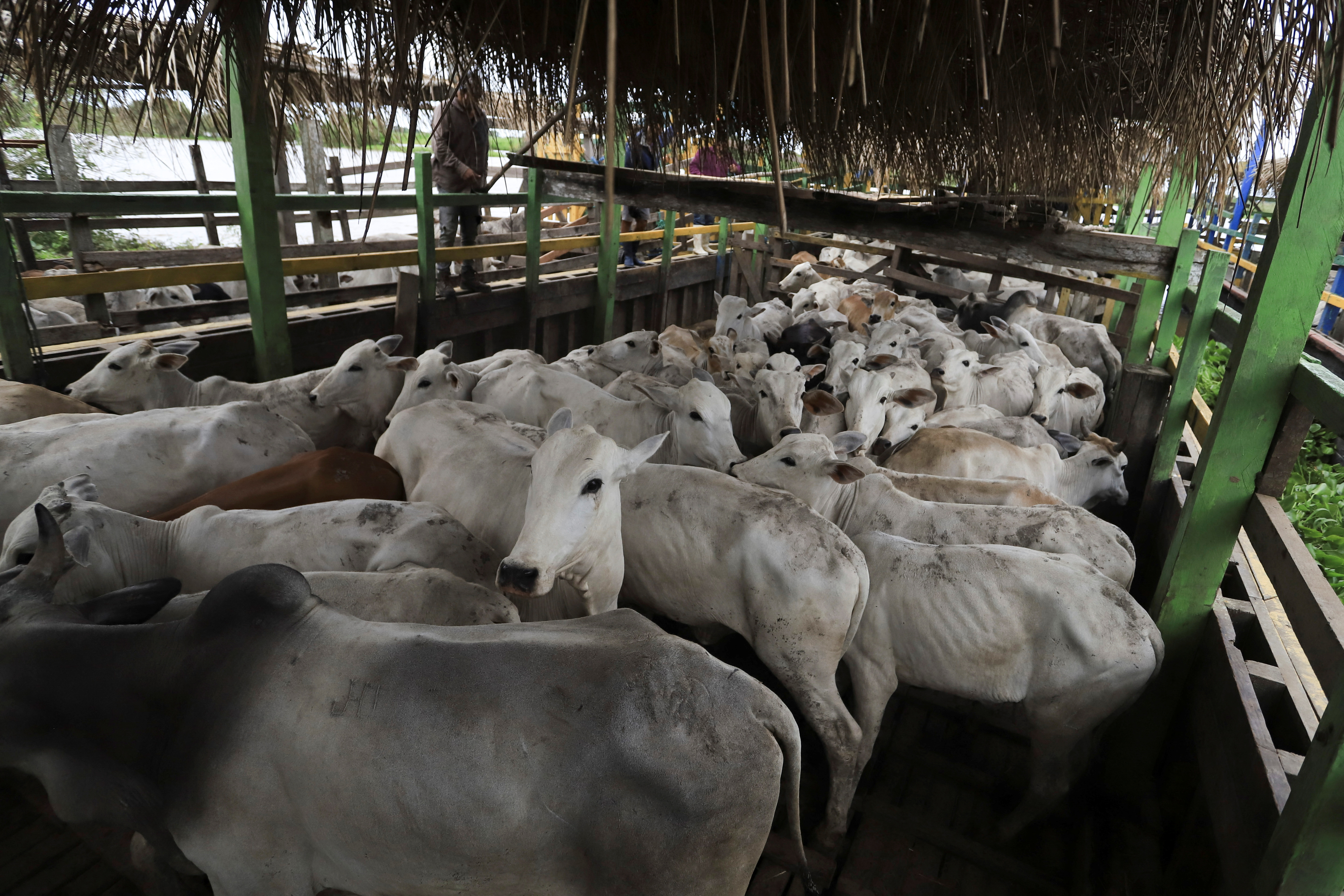 In Bolivia floods, cows swim where they once grazed