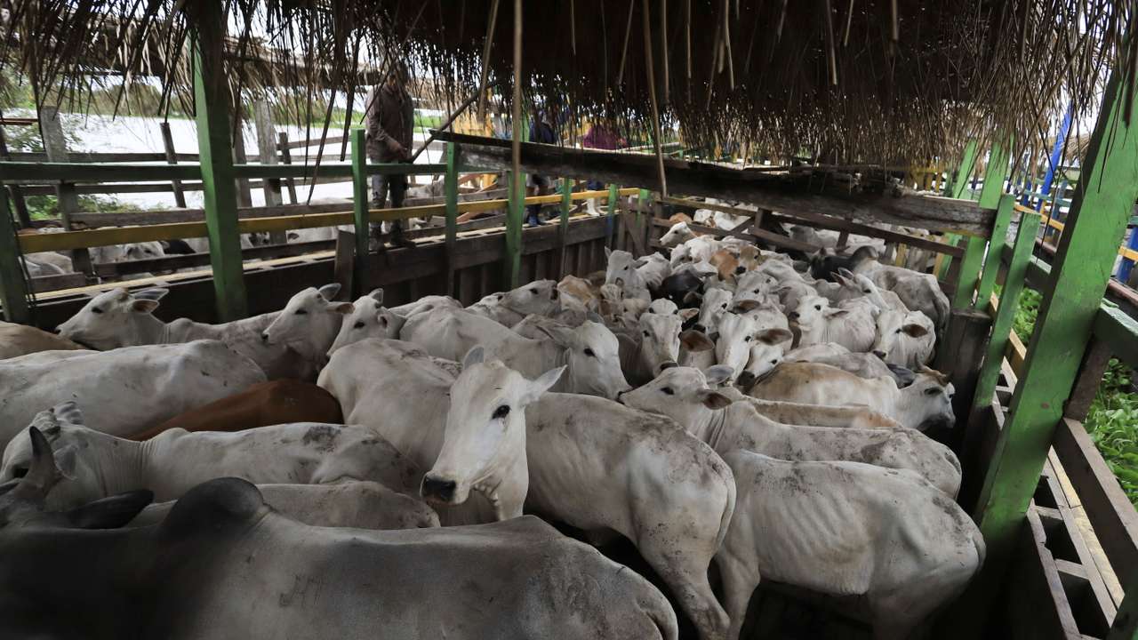 Cattle stand in a boat while being moved from a flood zone after Bolivia was hit with some of the most intense rains in decades, near Trinidad, Bolivia April 4, 2025. REUTERS/Ipa Ibanez