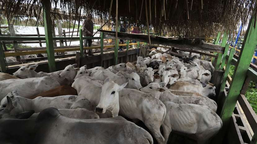 In Bolivia floods, cows swim where they once grazed