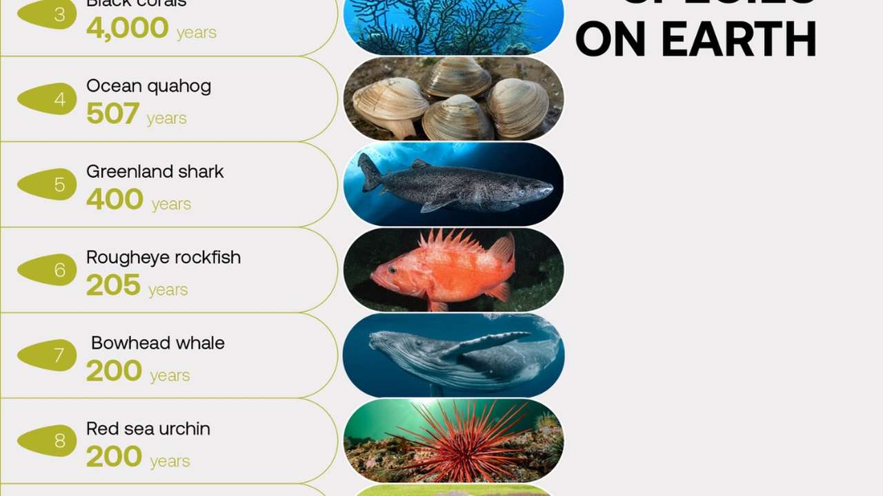 Some animals can live for centuries
