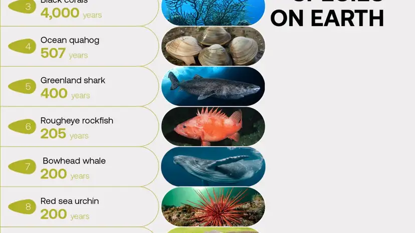 Some animals can live for centuries