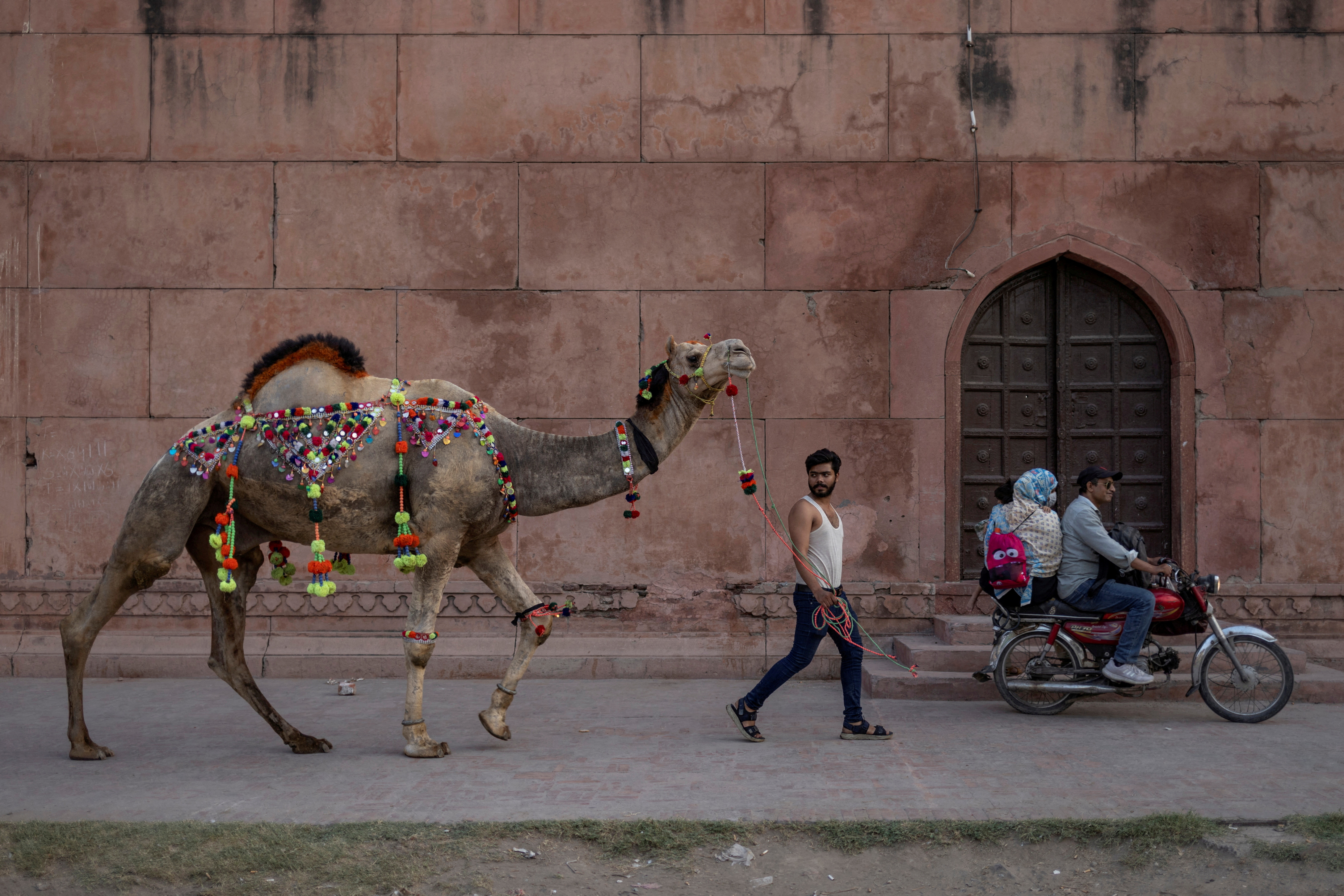 Man parades a camel around walls of Badshahi Mosque ahead of Eid in Lahore
