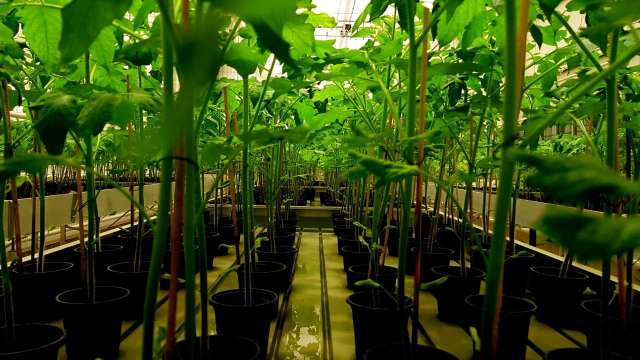 Estidimah Saudi Arabia high yield tomatoes
