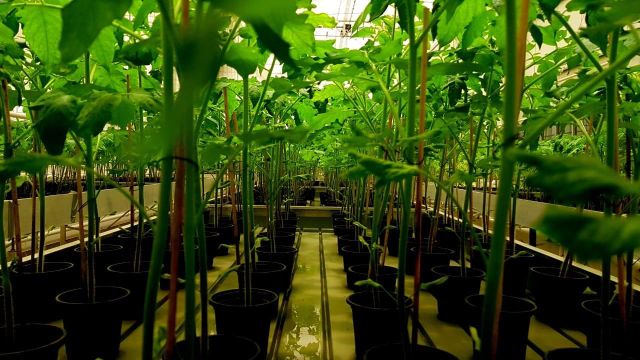 Estidimah Saudi Arabia high yield tomatoes