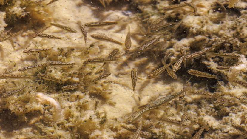 Fish survives extreme conditions in Chilean salt flat, in Ollague
