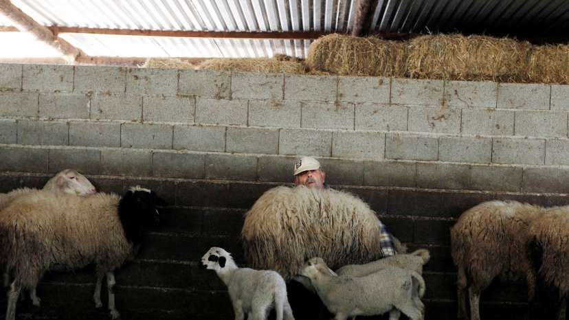 FILE PHOTO: George Andrianakis milks a sheep in the yard of his farm in the village of Stafania