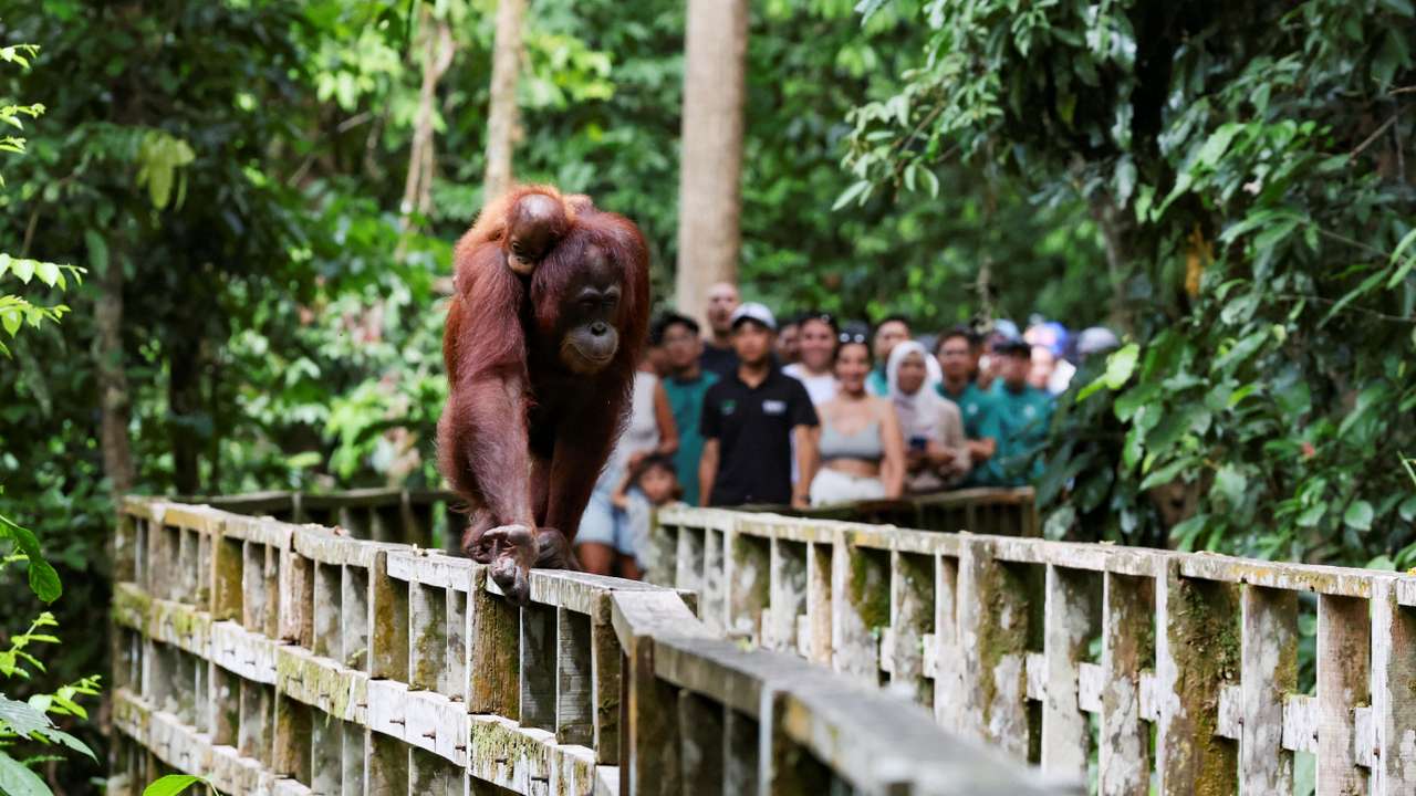A female Bornean orangutan carries her offspring at a rehabilitation centre in Sepilok