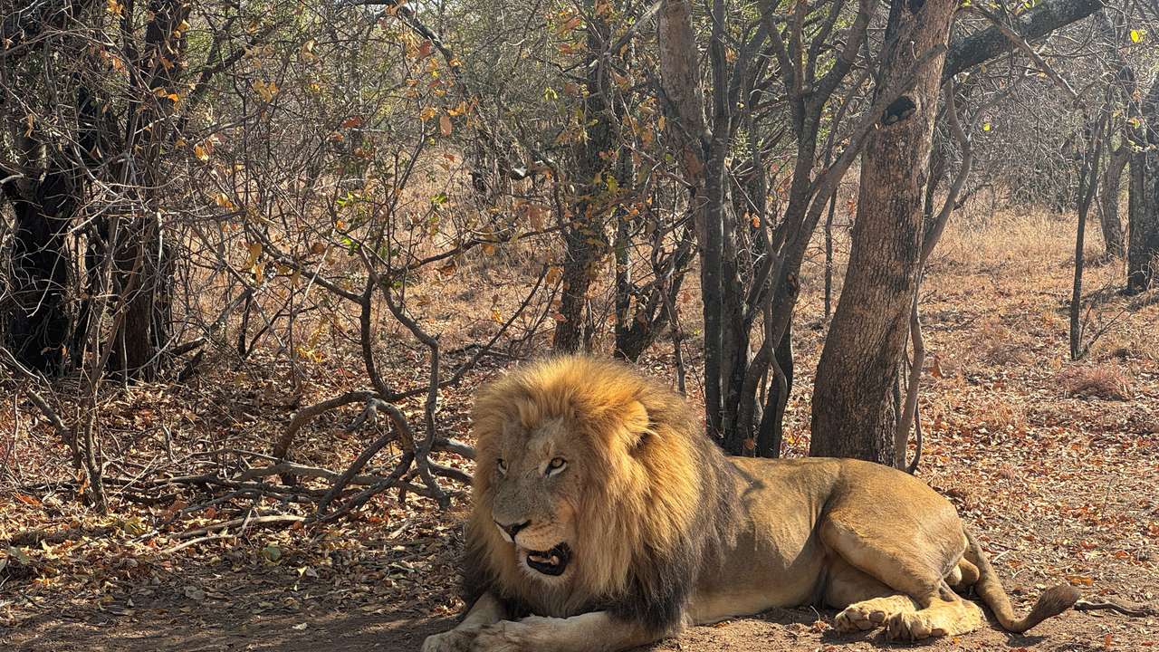 South Africa wildlife breeders rattled as lawmakers approve ban on captive breeding