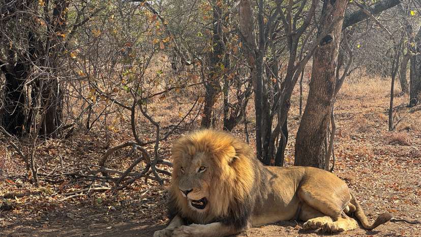 South Africa wildlife breeders rattled as lawmakers approve ban on captive breeding