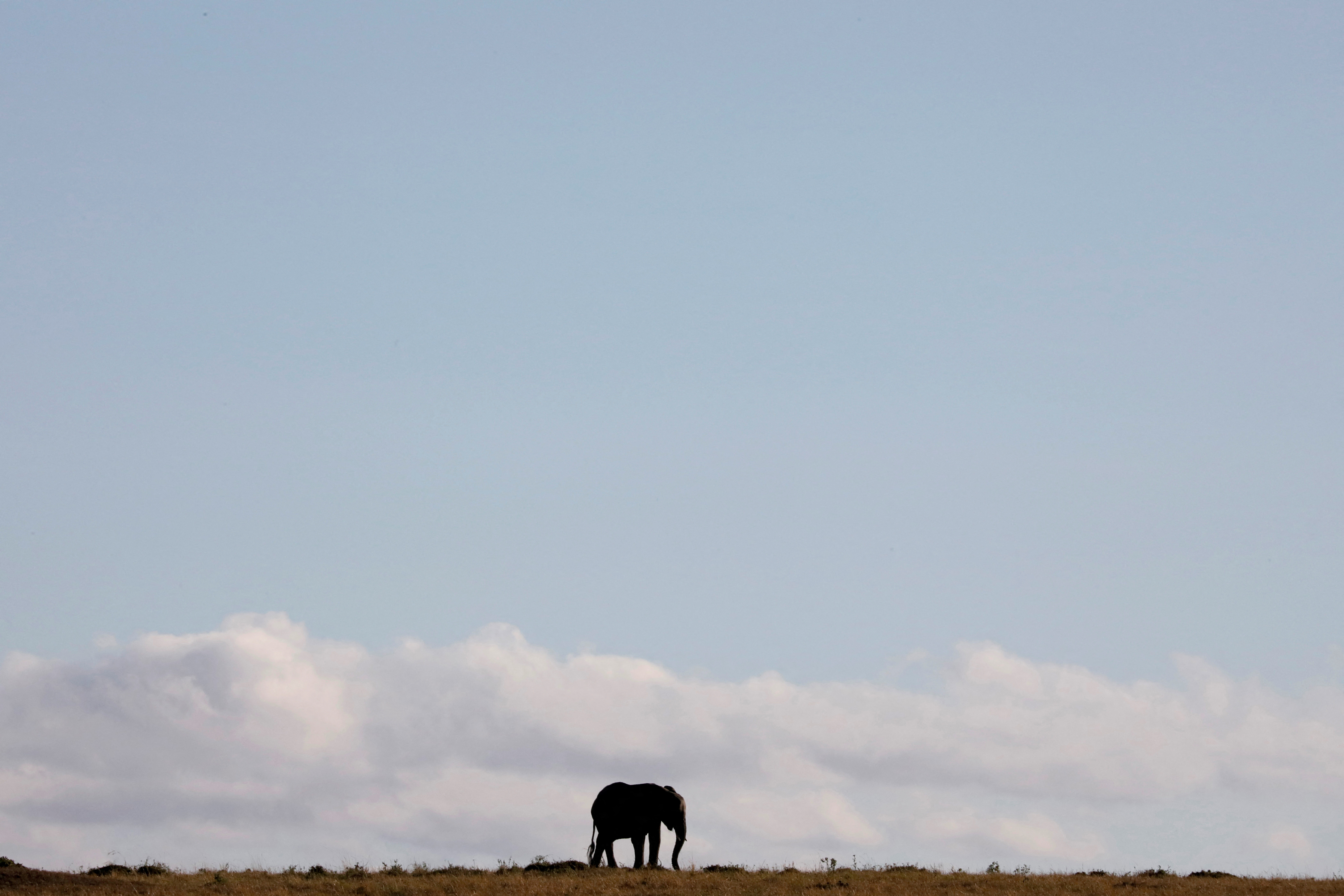 FILE PHOTO: An elephant walks through the Maasai Mara National Reserve