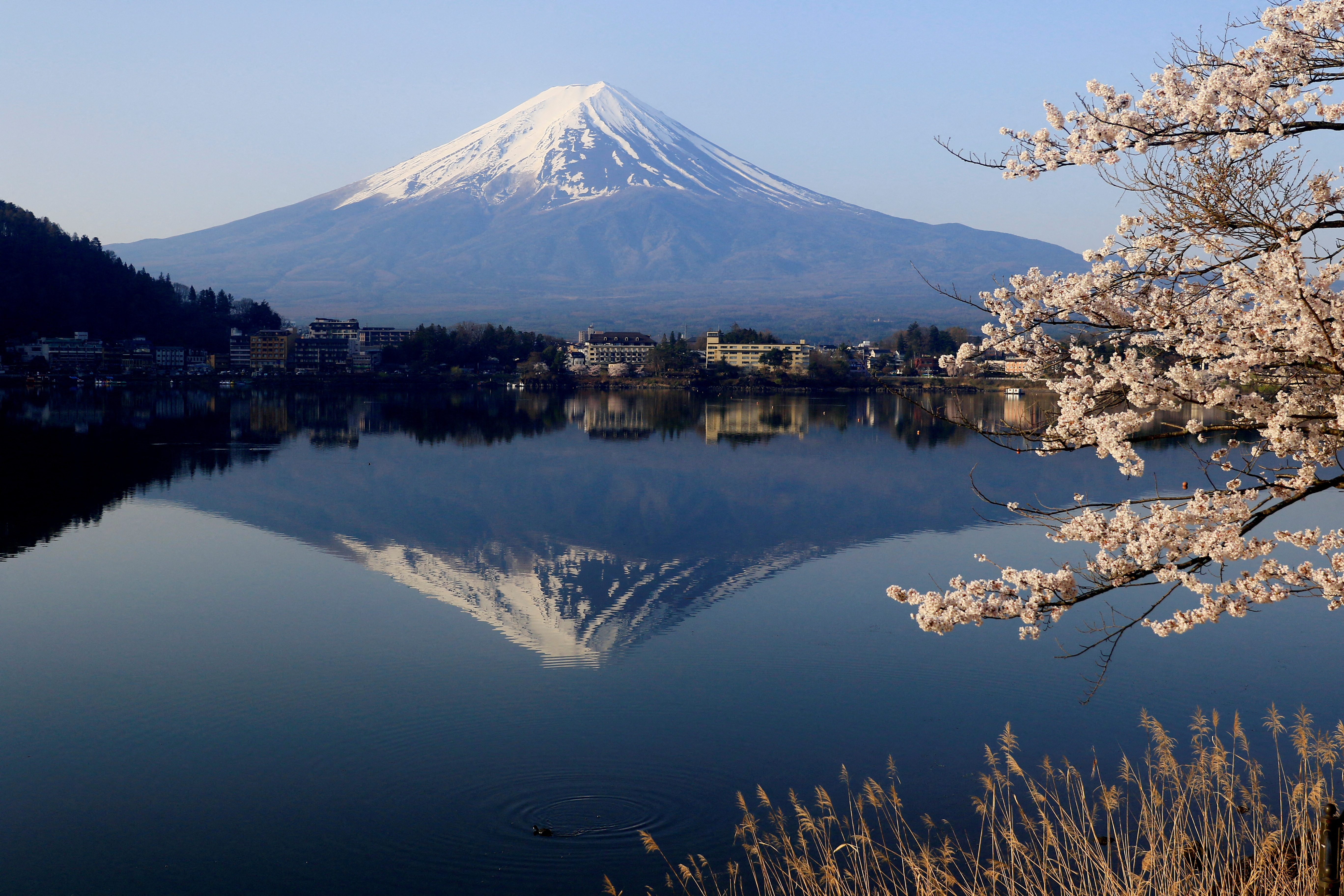 FILE PHOTO: Cherry blossom in Lake Kawaguchiko