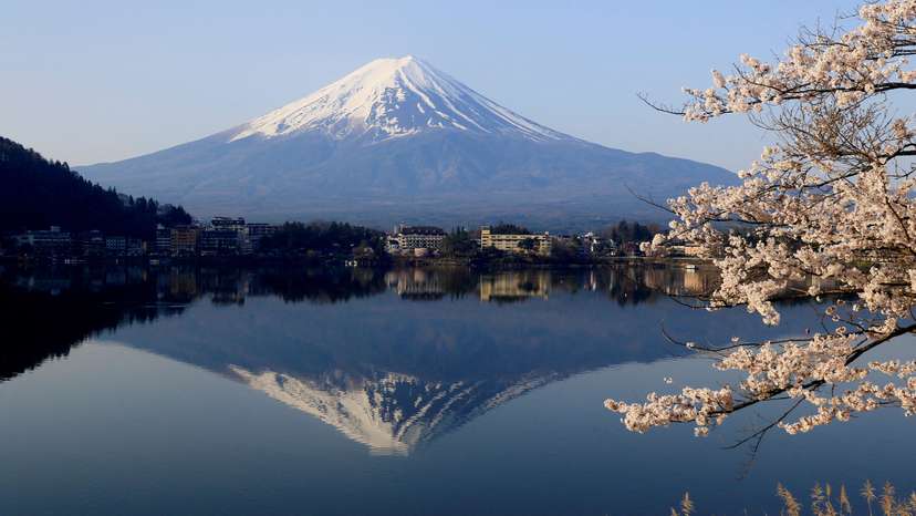 FILE PHOTO: Cherry blossom in Lake Kawaguchiko