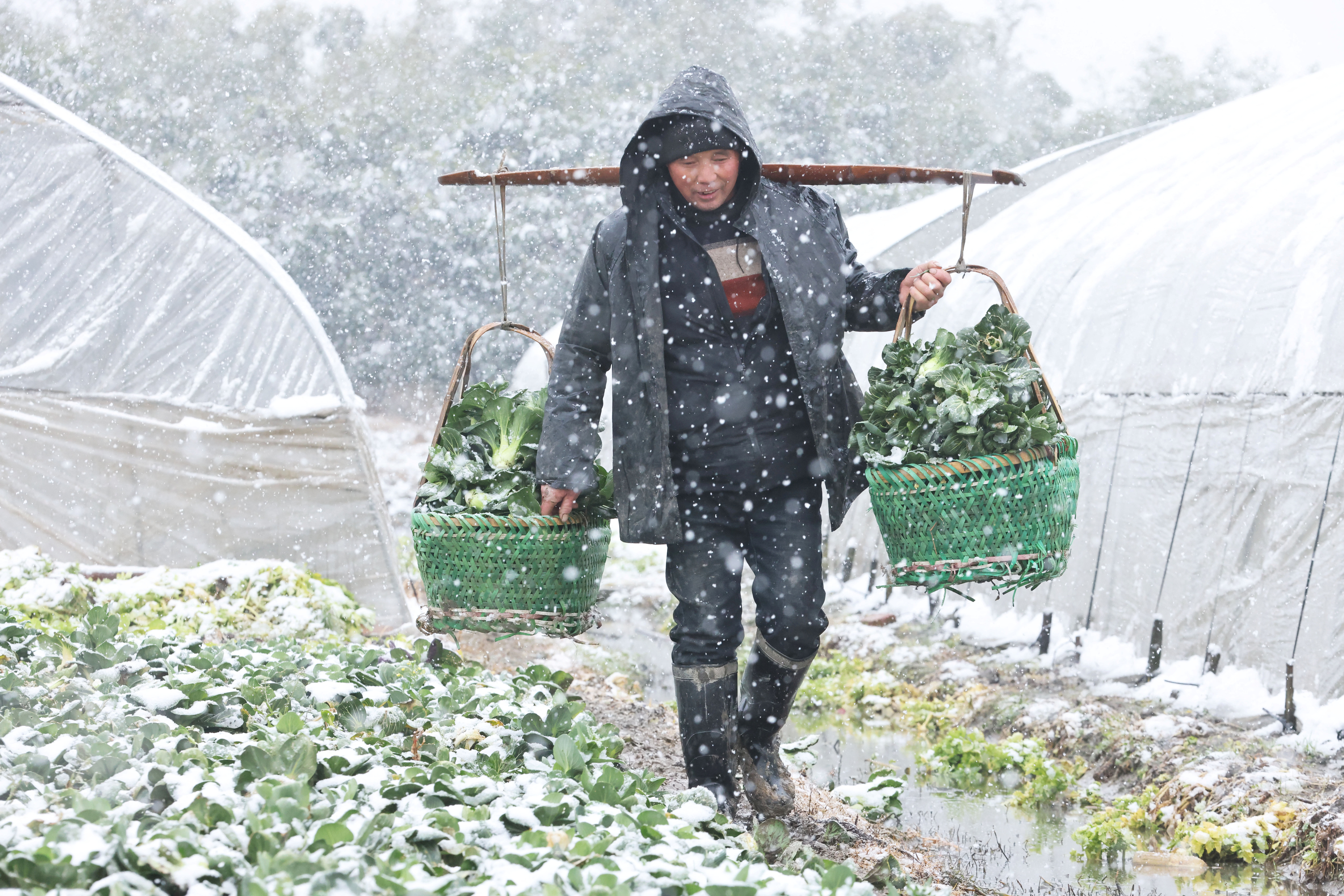 Farmer carries freshly harvested vegetables amid snowfall in Huzhou