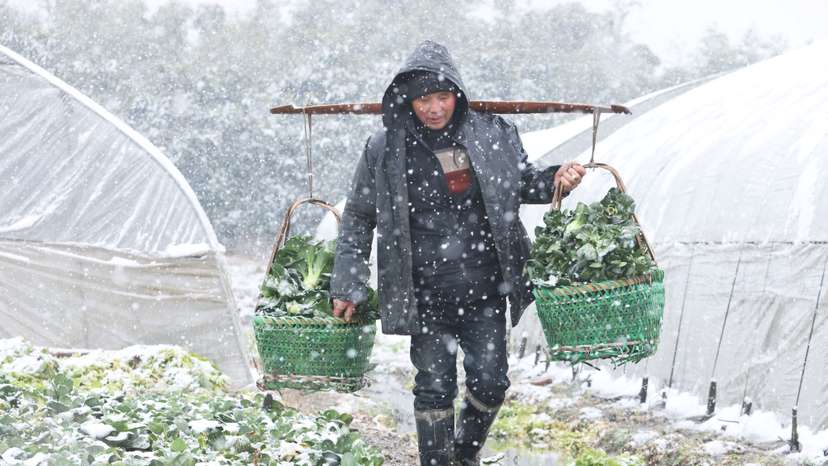 Farmer carries freshly harvested vegetables amid snowfall in Huzhou