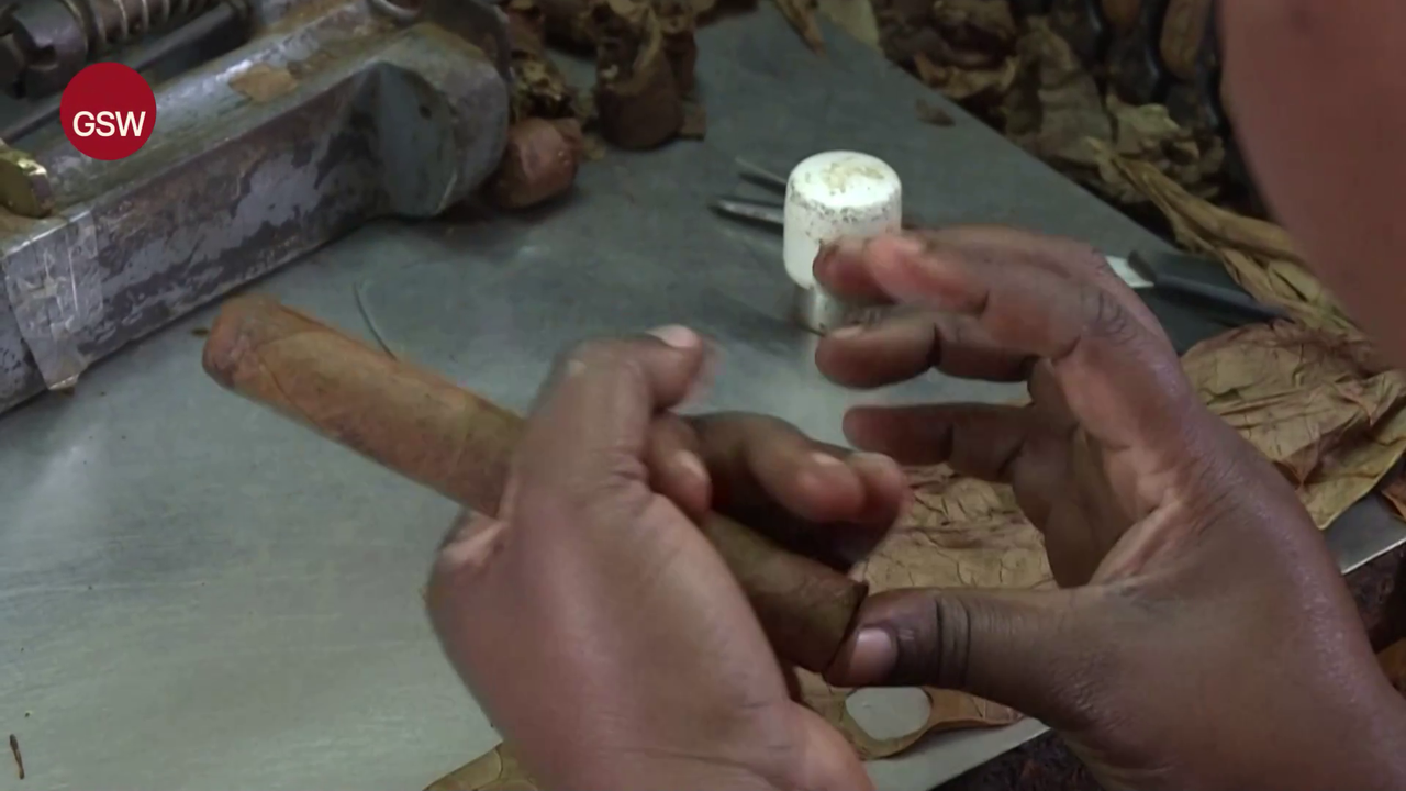 Eugenia making a Robusto cigar