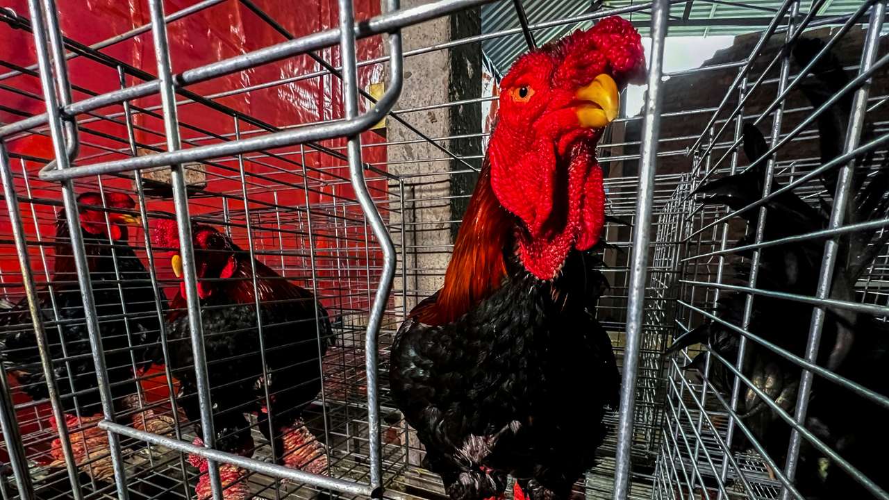 Meet Vietnam's 'dragon-feet' chicken, a Lunar New Year delicacy